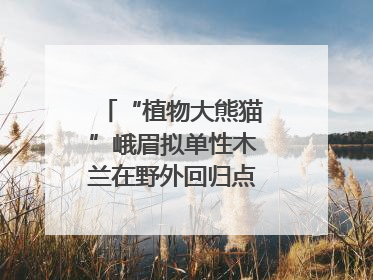 “植物大熊猫”峨眉拟单性木兰在野外回归点首次开花