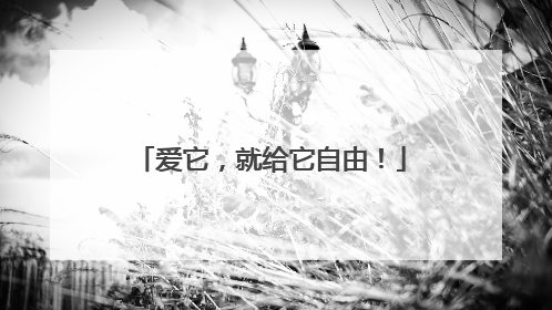 爱它，就给它自由！