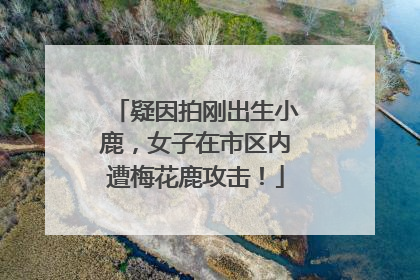 疑因拍刚出生小鹿，女子在市区内遭梅花鹿攻击！