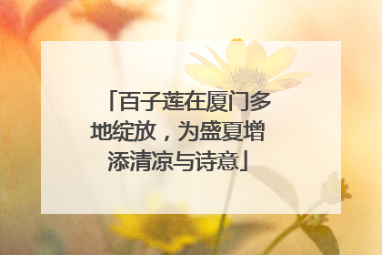 百子莲在厦门多地绽放，为盛夏增添清凉与诗意