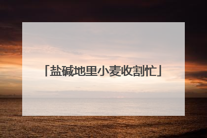 盐碱地里小麦收割忙