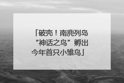 破壳！南麂列岛“神话之鸟”孵出今年首只小雏鸟