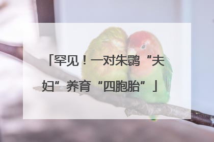 罕见！一对朱鹮“夫妇”养育“四胞胎”