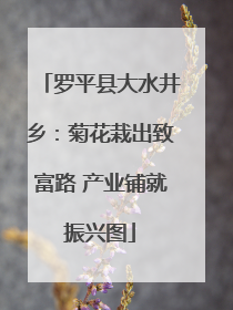 罗平县大水井乡：菊花栽出致富路 产业铺就振兴图