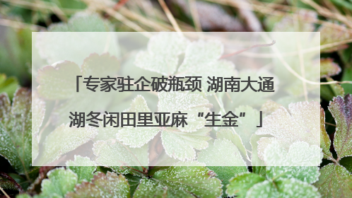 专家驻企破瓶颈 湖南大通湖冬闲田里亚麻“生金”