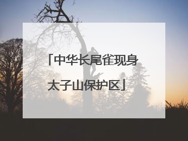 中华长尾雀现身太子山保护区