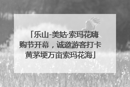 乐山-美姑·索玛花嗨购节开幕，诚邀游客打卡黄茅埂万亩索玛花海