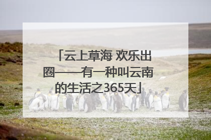 云上草海 欢乐出圈——有一种叫云南的生活之365天