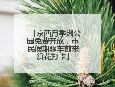 京西月季洲公园免费开放，市民假期驱车前来赏花打卡