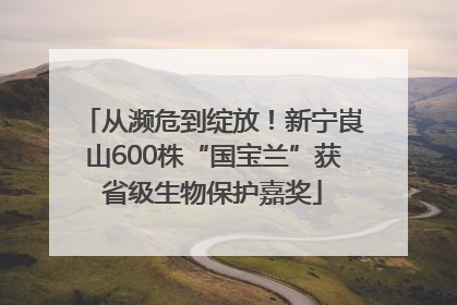 从濒危到绽放！新宁崀山600株“国宝兰”获省级生物保护嘉奖