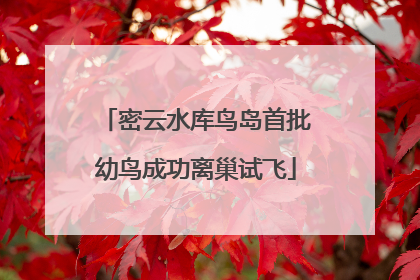 密云水库鸟岛首批幼鸟成功离巢试飞