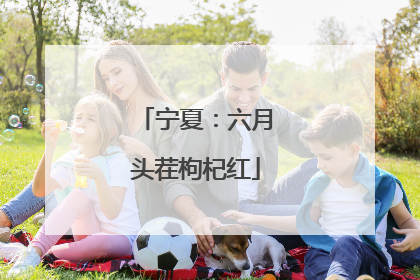 宁夏：六月头茬枸杞红