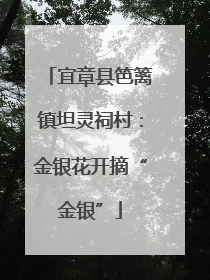 宜章县笆篱镇坦灵祠村：金银花开摘“金银”