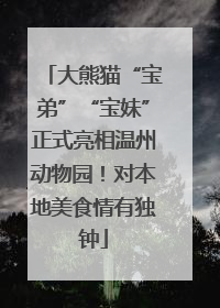 大熊猫“宝弟”“宝妹”正式亮相温州动物园！对本地美食情有独钟