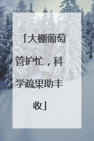 大棚葡萄管护忙，科学疏果助丰收
