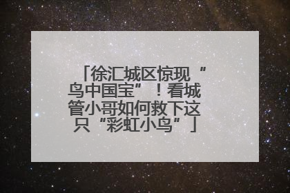 徐汇城区惊现“鸟中国宝”！看城管小哥如何救下这只“彩虹小鸟”