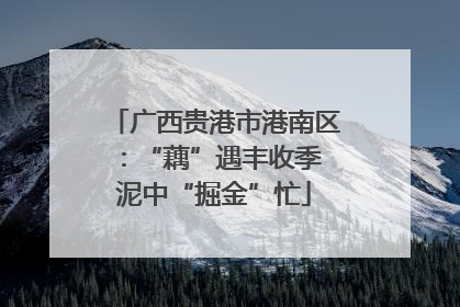 广西贵港市港南区：“藕”遇丰收季 泥中“掘金”忙