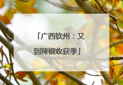 广西钦州：又到辣椒收获季