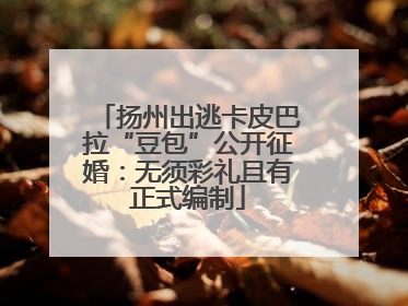 扬州出逃卡皮巴拉“豆包”公开征婚：无须彩礼且有正式编制
