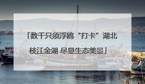 数千只须浮鸥“打卡”湖北枝江金湖 尽显生态美景