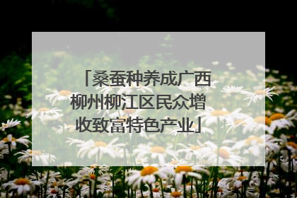 桑蚕种养成广西柳州柳江区民众增收致富特色产业