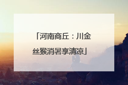 河南商丘：川金丝猴消暑享清凉