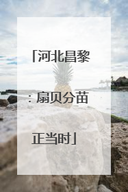 河北昌黎：扇贝分苗正当时