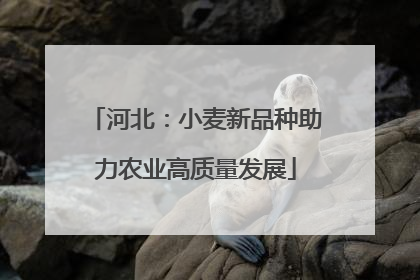河北：小麦新品种助力农业高质量发展