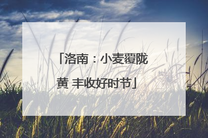 洛南：小麦覆陇黄 丰收好时节