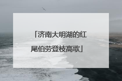 济南大明湖的红尾伯劳登枝高歌