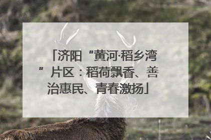 济阳“黄河·稻乡湾”片区：稻荷飘香、善治惠民、青春激扬