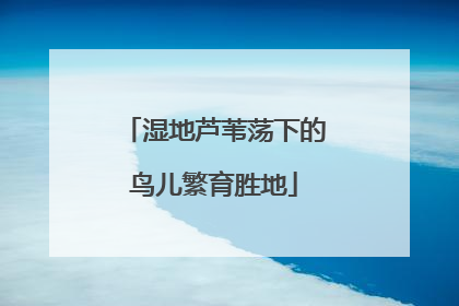 湿地芦苇荡下的鸟儿繁育胜地