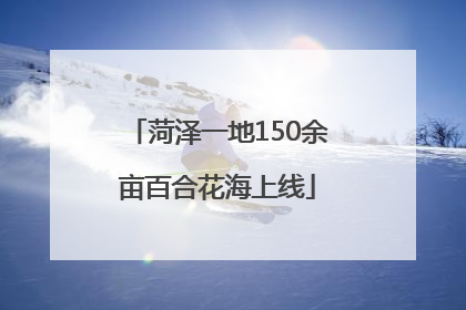 菏泽一地150余亩百合花海上线