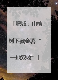 肥城：山楂树下藏金薯“一地双收”