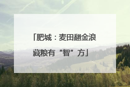 肥城：麦田翻金浪藏粮有“智”方