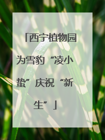 西宁植物园为雪豹“凌小蛰”庆祝“新生”