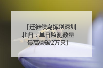迁徙候鸟挥别深圳北归：单日监测数量最高突破2万只