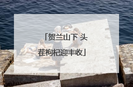 贺兰山下 头茬枸杞迎丰收