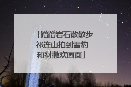 蹭蹭岩石散散步 祁连山拍到雪豹和豺撒欢画面