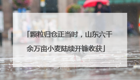 颗粒归仓正当时，山东六千余万亩小麦陆续开镰收获