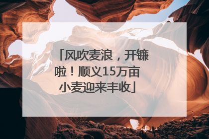 风吹麦浪，开镰啦！顺义15万亩小麦迎来丰收