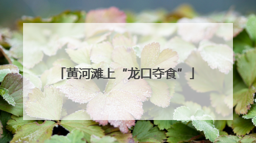 黄河滩上“龙口夺食”